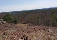 Tree Removal 4